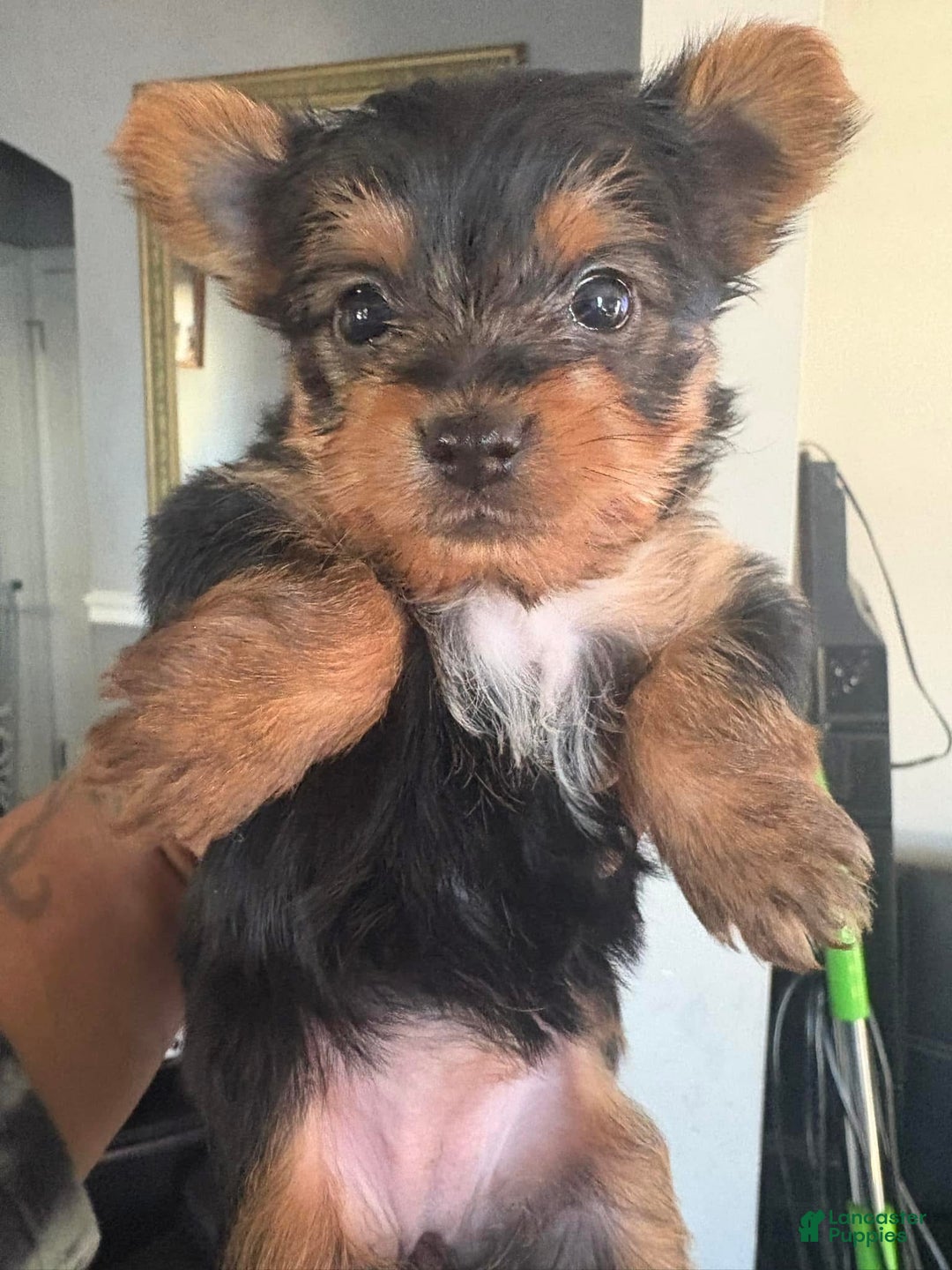 Yorkshire Terrier dogs for sale: Yorkshire Terrier Puppy 2 - Ad 7