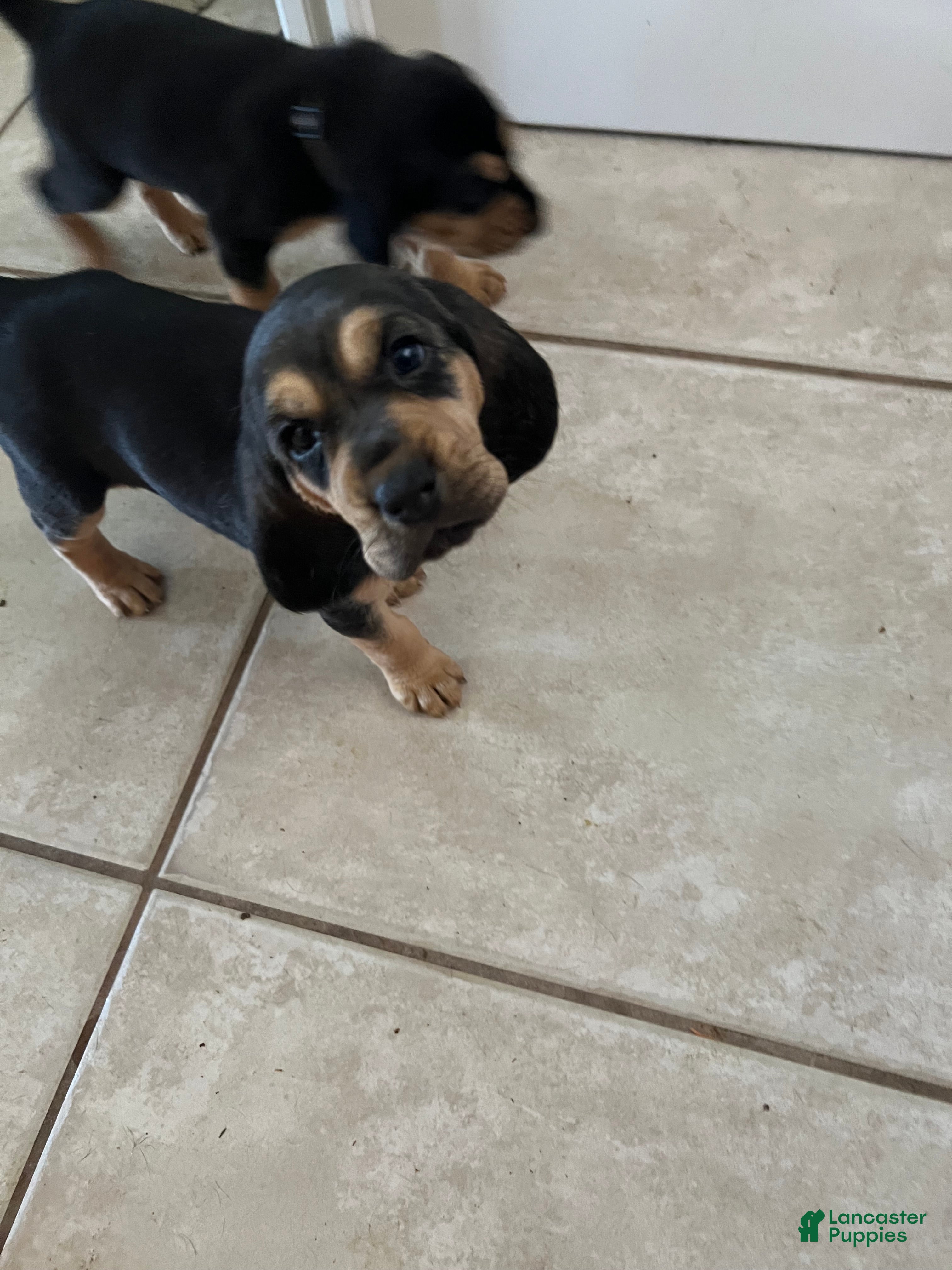 Bloodhound dogs Bloodhound Puppy 6 - Ad 3