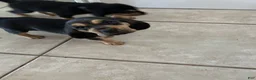 Bloodhound dogs for sale: Bloodhound Puppy 6 - Ad 1