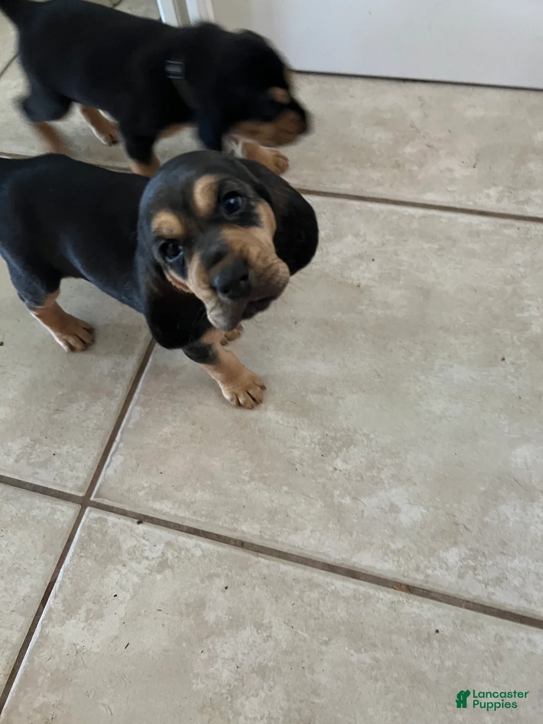 Bloodhound dogs for sale: Bloodhound Puppy 6 - Ad 1