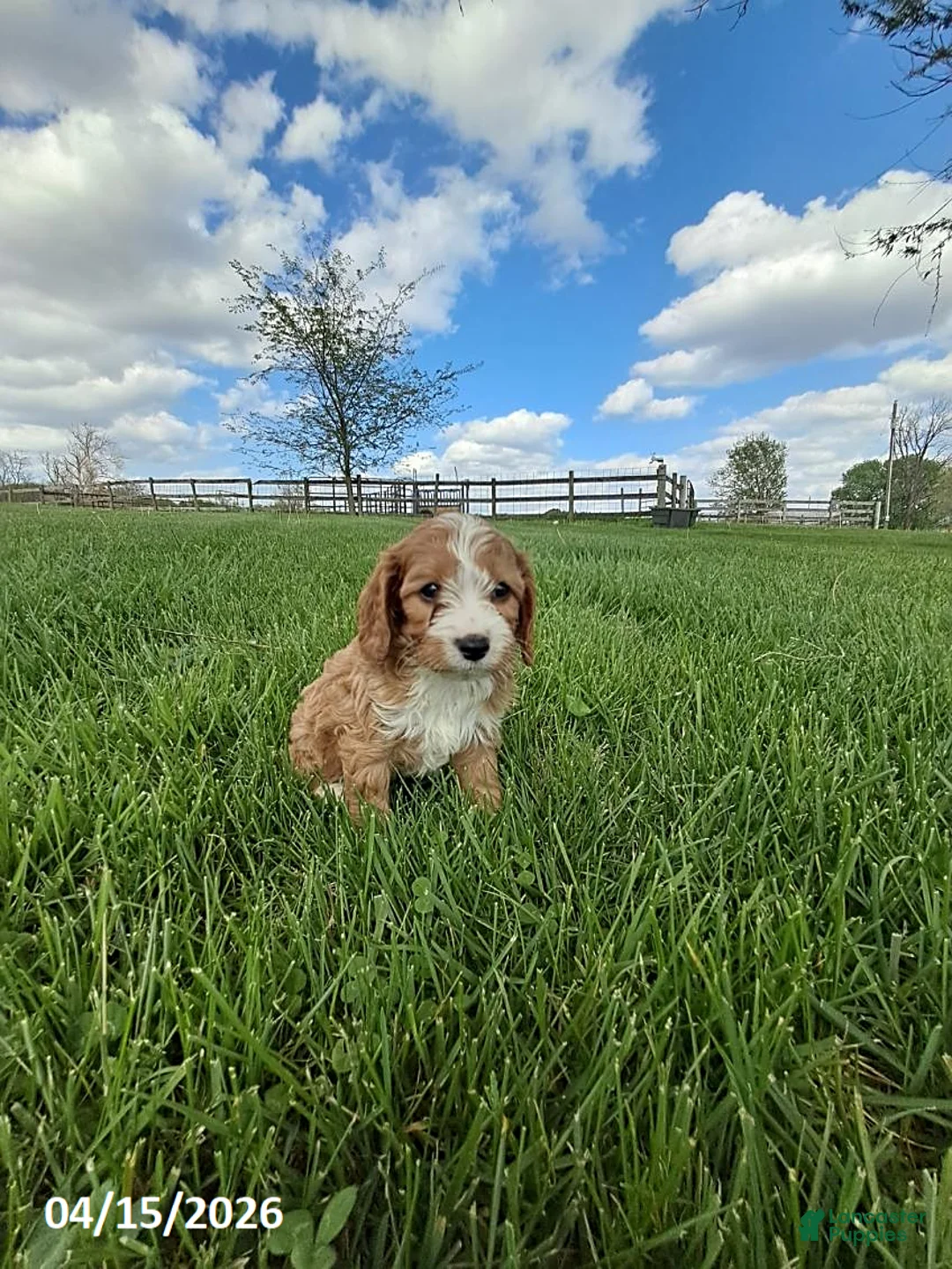 Cavapoo dogs for sale: Maverick - Ad 1