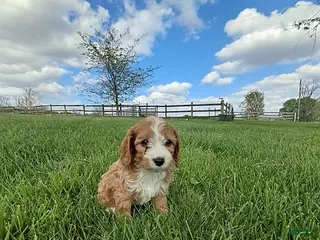 Cavapoo dogs for sale: Maverick - Ad 3