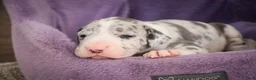 Great Dane dogs for sale: Skye - Ad 3