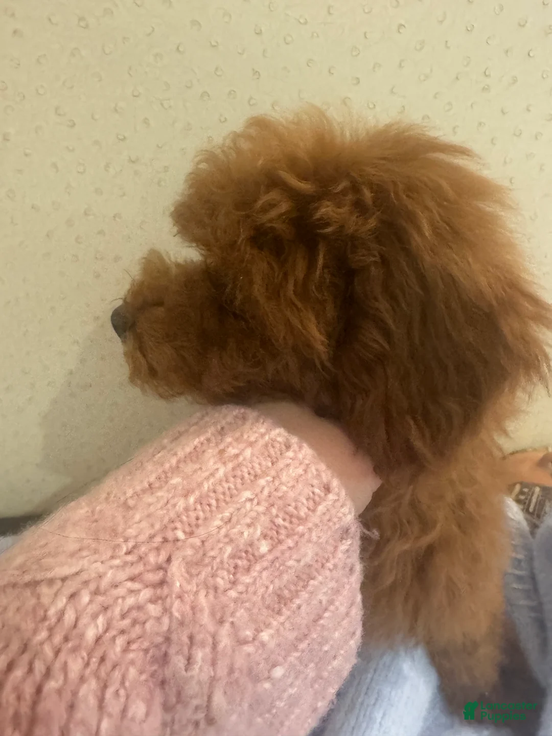 Toy Poodle dogs for sale: Cinnamon  - Ad 5