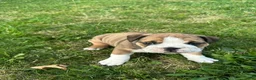 English Bulldog dogs for sale: Becca - Ad 13