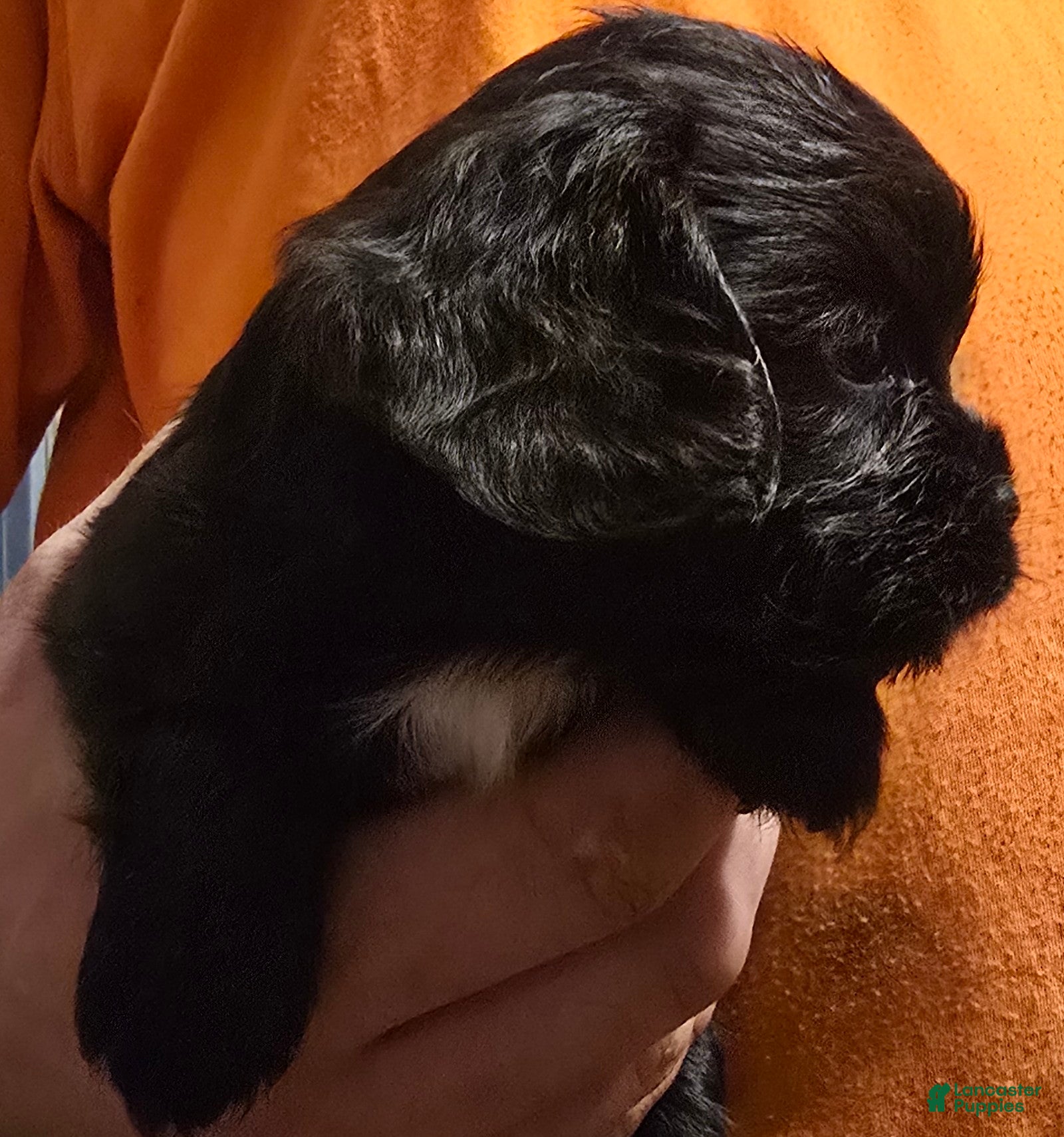 Cavalier King Charles Spaniel dogs Eva - Ad 16