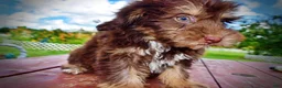 Havapoo dogs for sale: Frisky - Ad 17