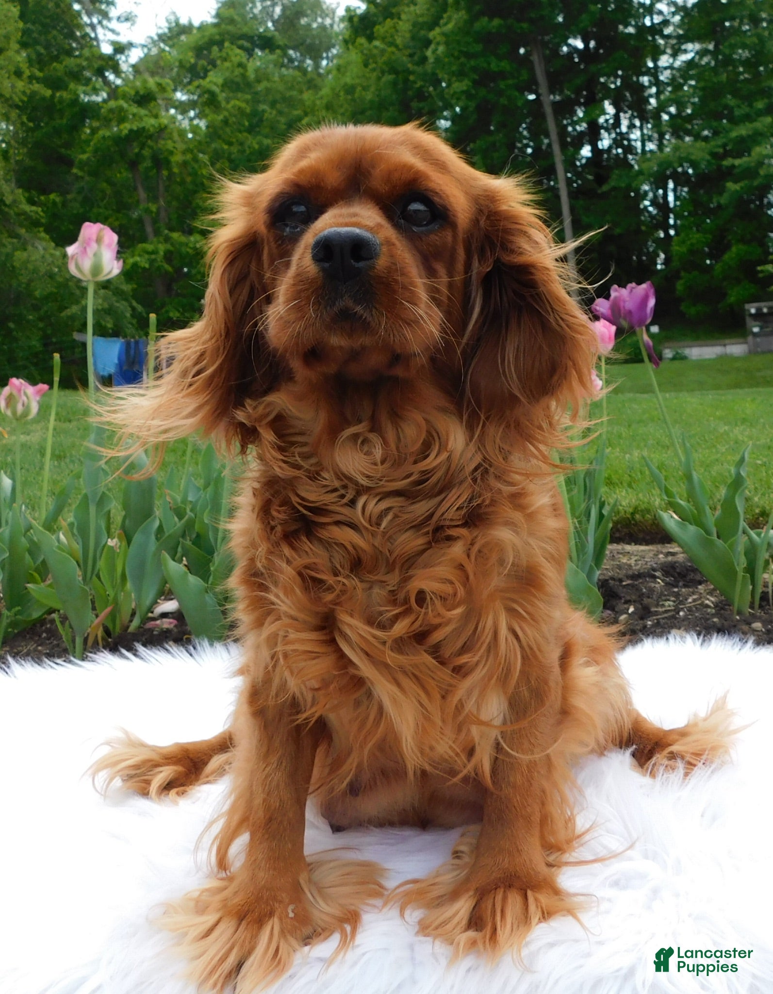 Cavapoo dogs Maggie - Ad 2