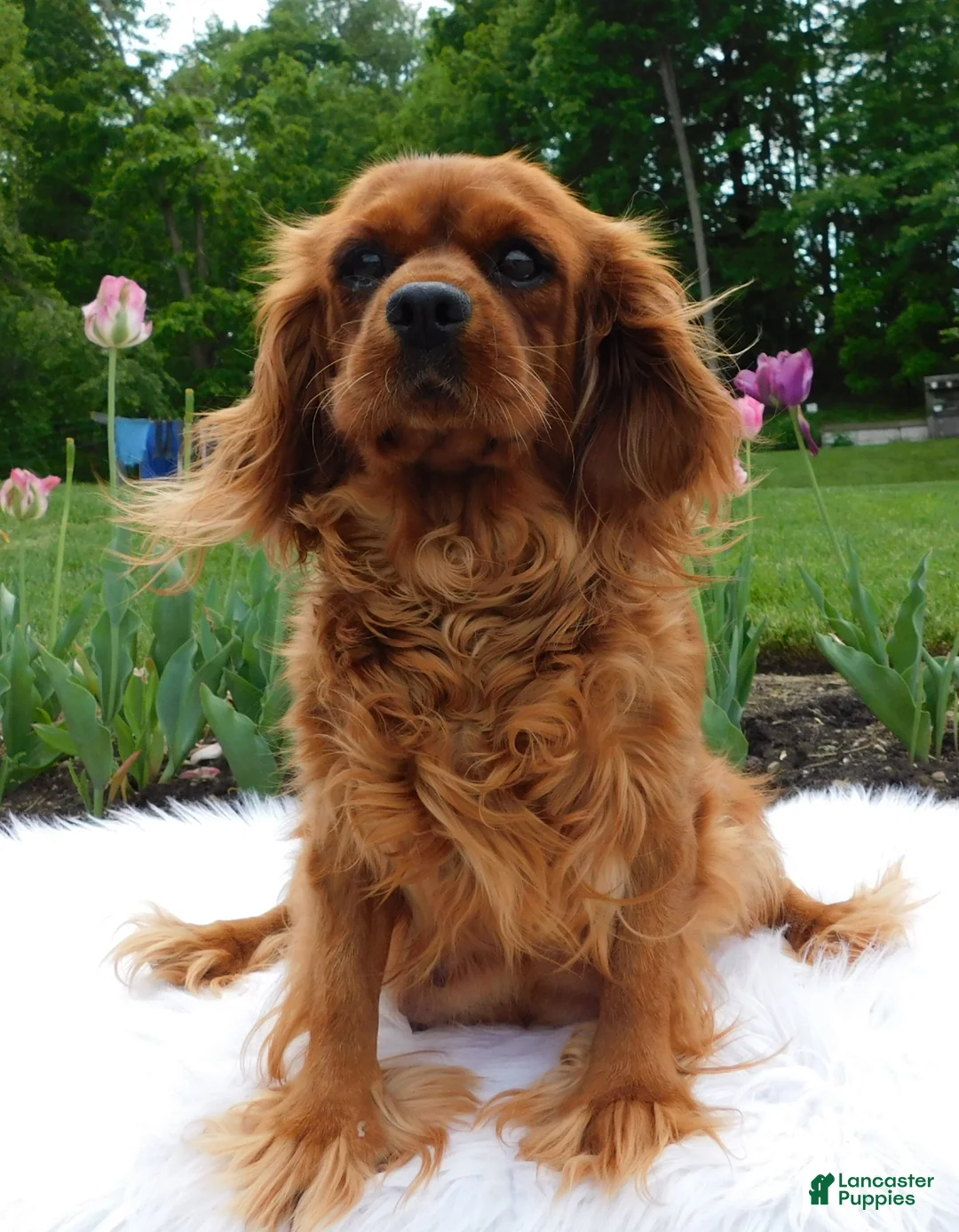 Cavapoo dogs for sale: Maverick - Ad 2