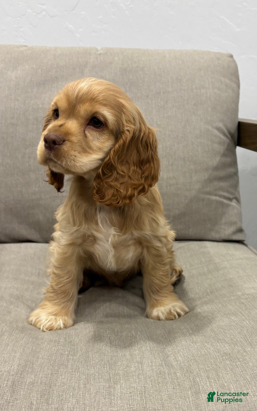 Cocker Spaniel dogs for sale: AKC Hunter - Ad 3