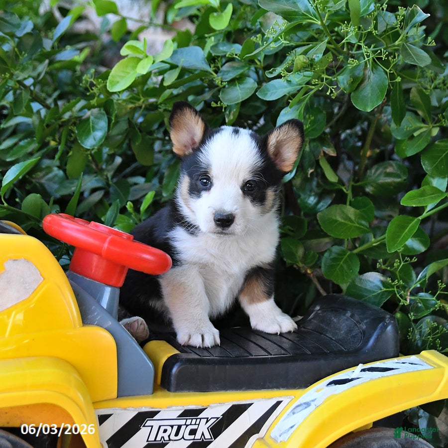 Welsh Corgi Pembroke dogs for sale: Mack - Ad 2