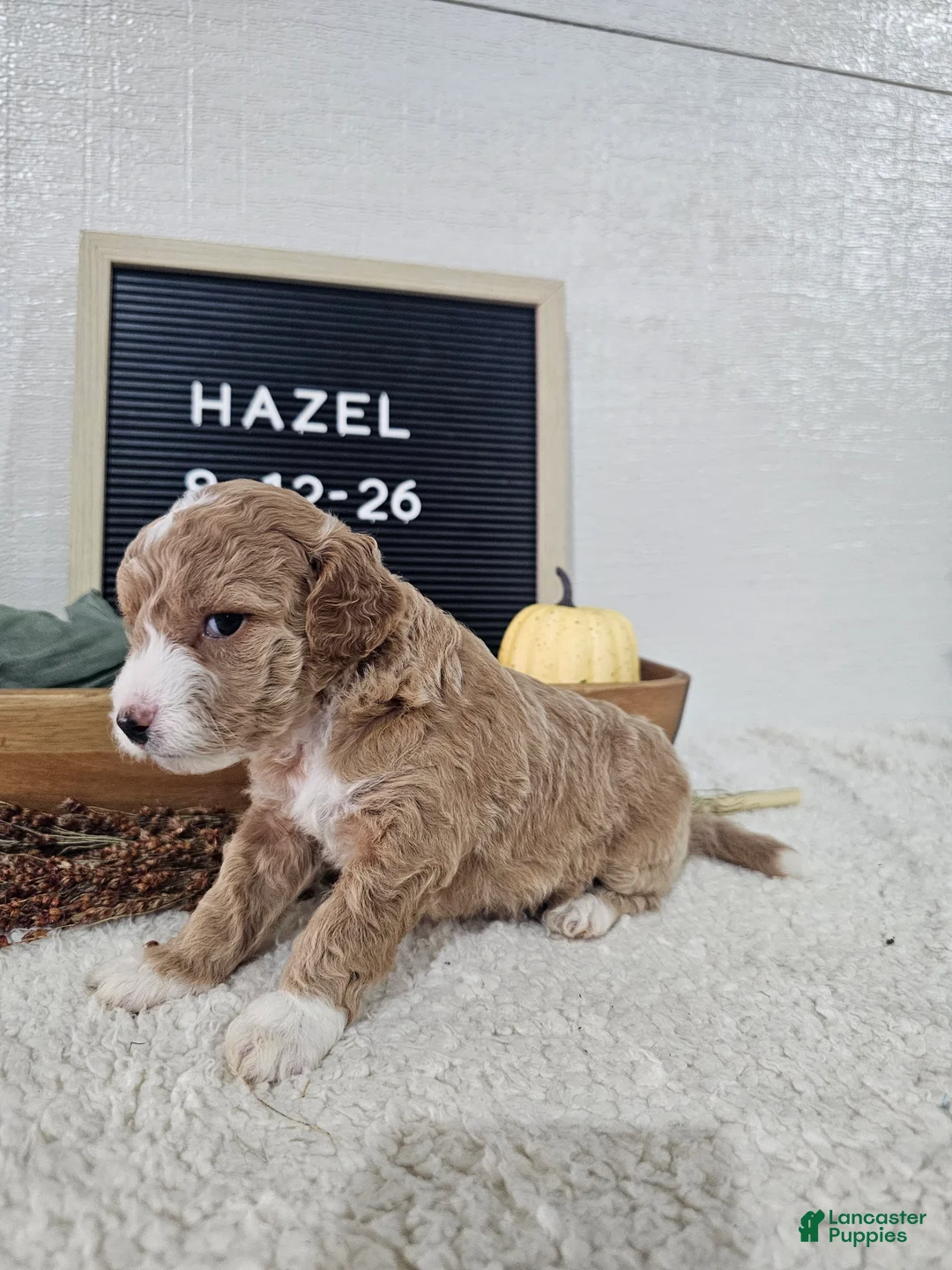 Mini Goldendoodle dogs for sale: Hazel - Ad 2