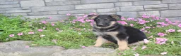 German Shepherd dogs for sale: Atlas - Ad 6