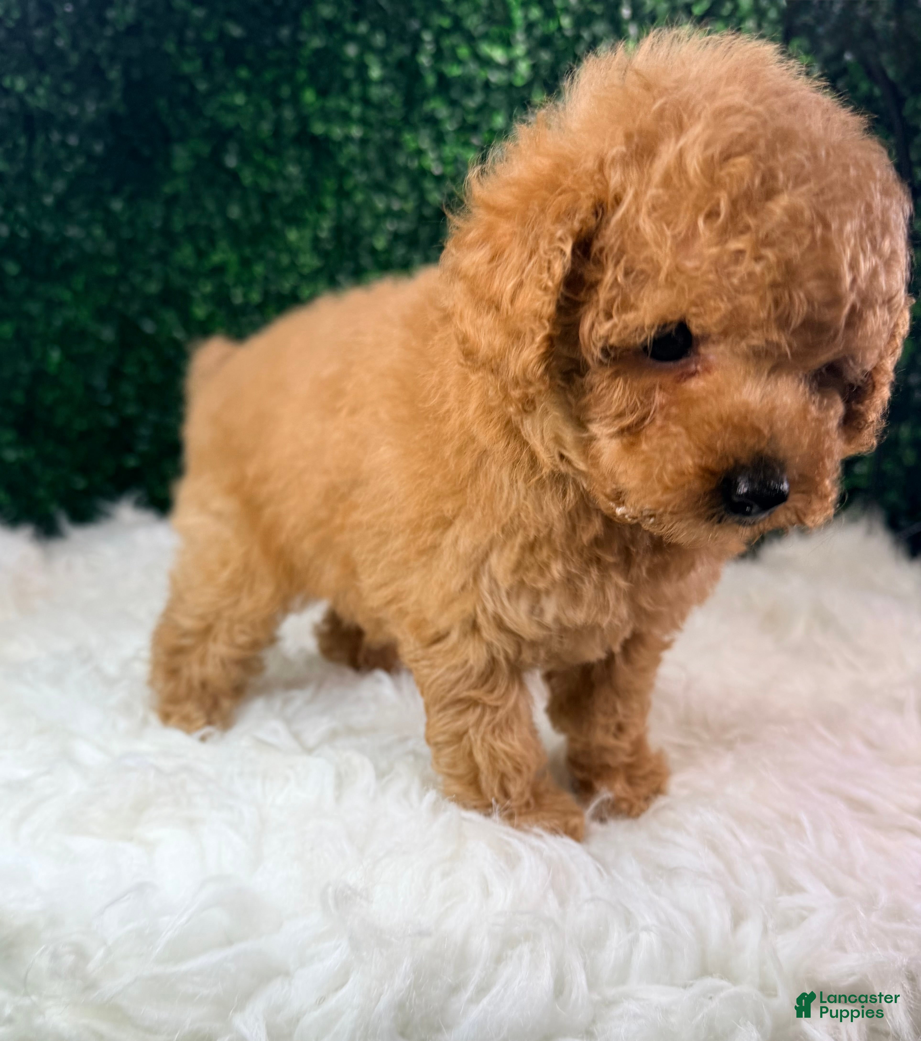 Toy Poodle dogs Blaze  - Ad 1