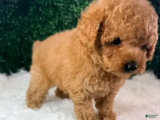 Toy Poodle dogs for sale: Blaze - Ad 2