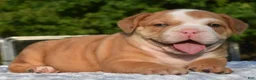Mixed Breed dogs for sale: Tank hybrid bulldog puppy - Ad 5