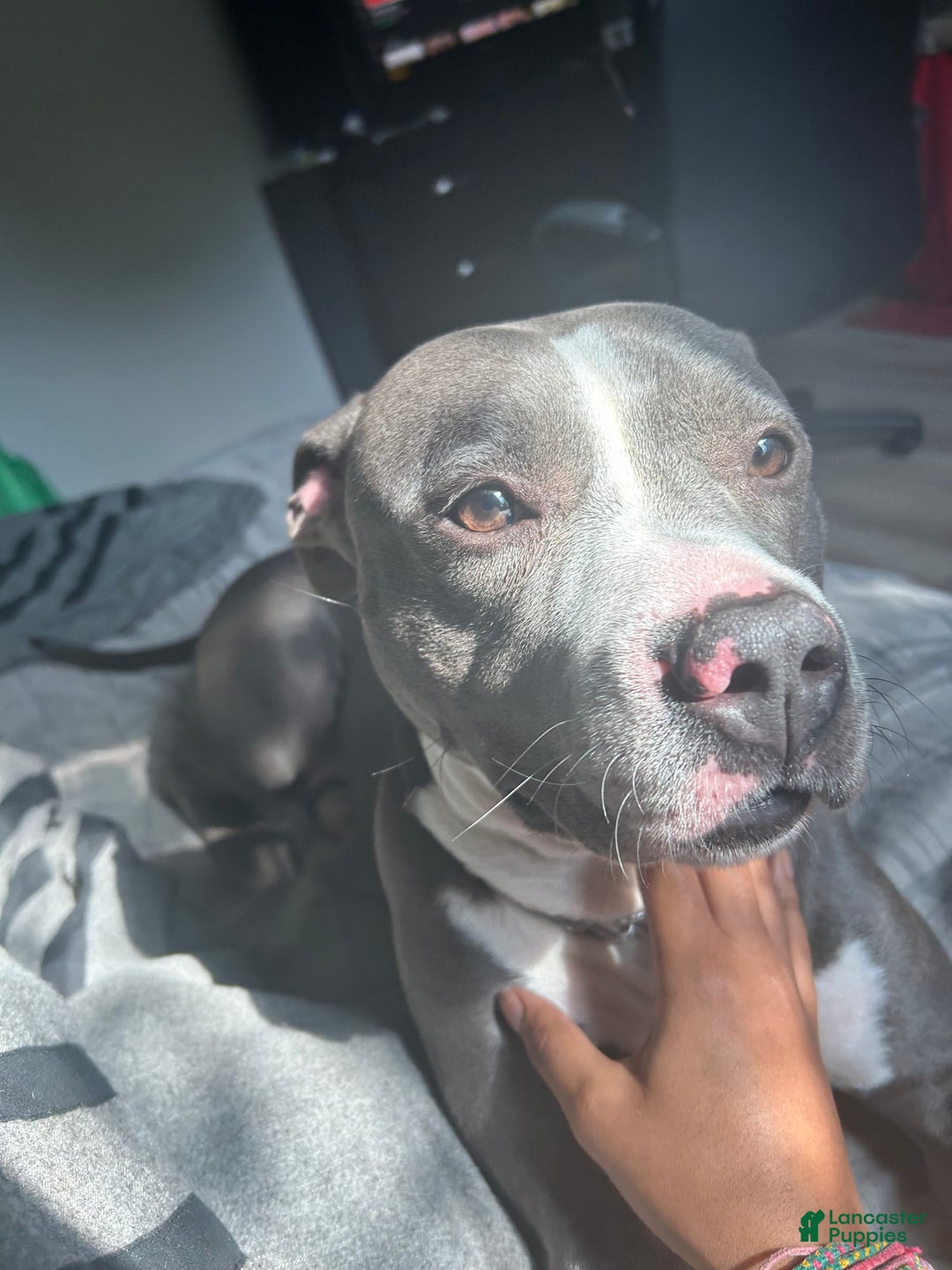 Mixed Breed dogs for sale: Jr - Ad 2