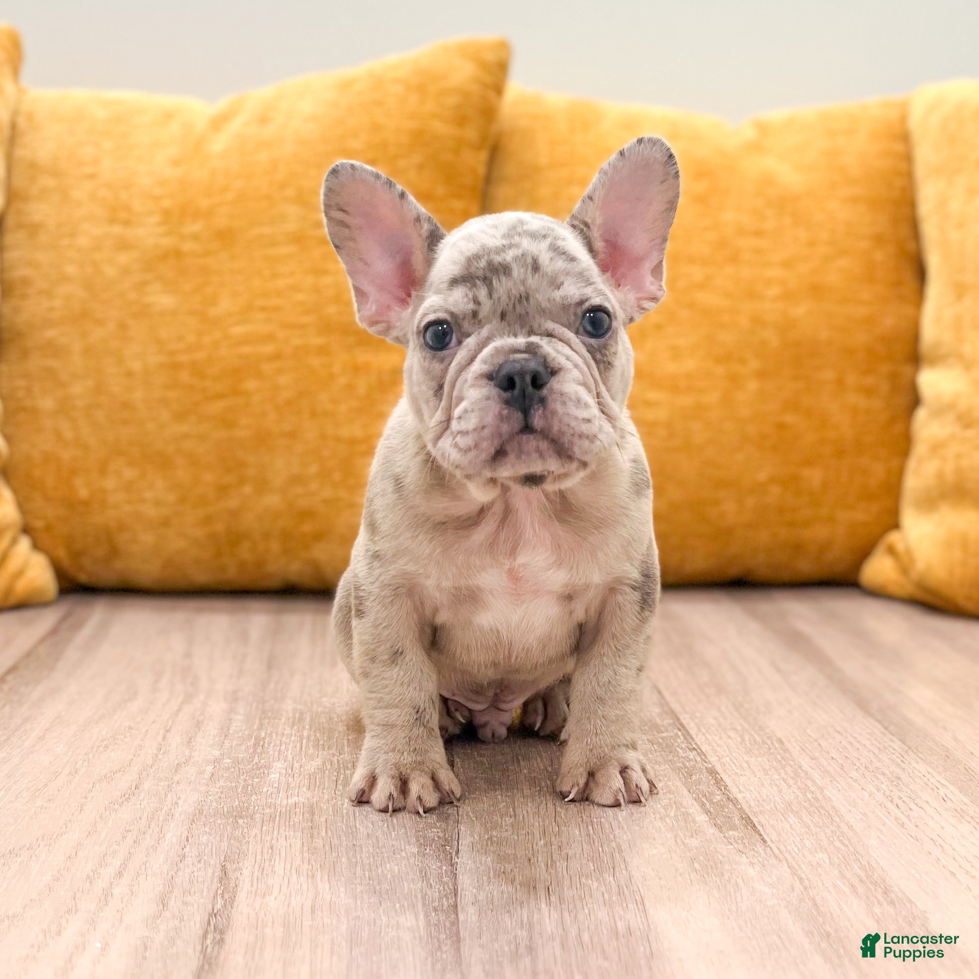 French Bulldog dogs for sale: Marco - Ad 2