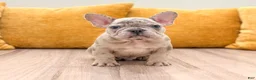 French Bulldog dogs for sale: Marco - Ad 1