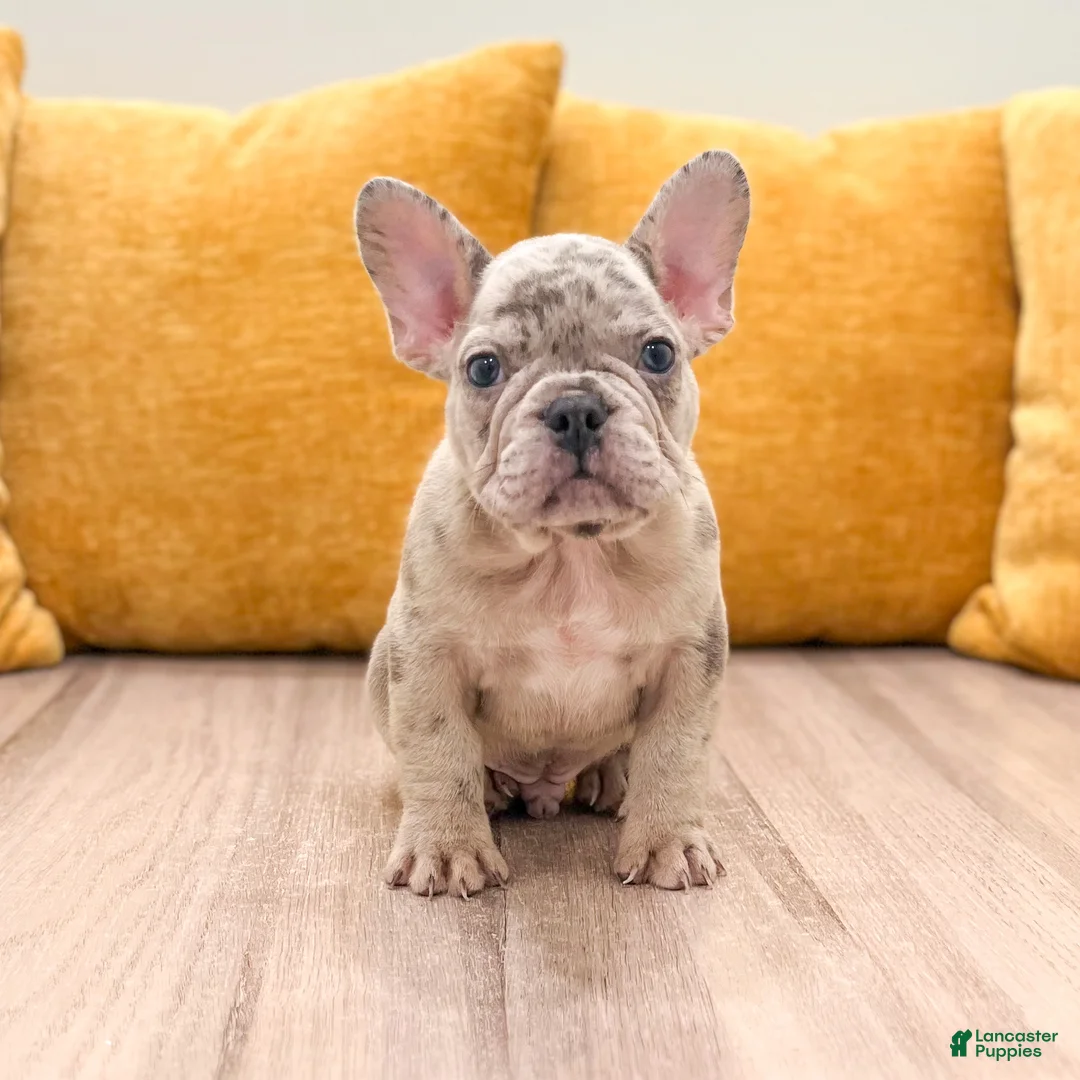 French Bulldog dogs for sale: Marco - Ad 1