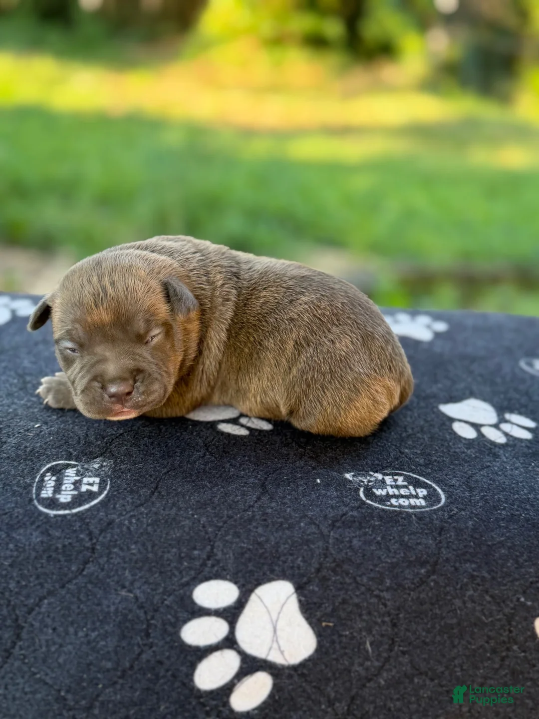 American Bully dogs for sale: XL American Bully 1 - Ad 2