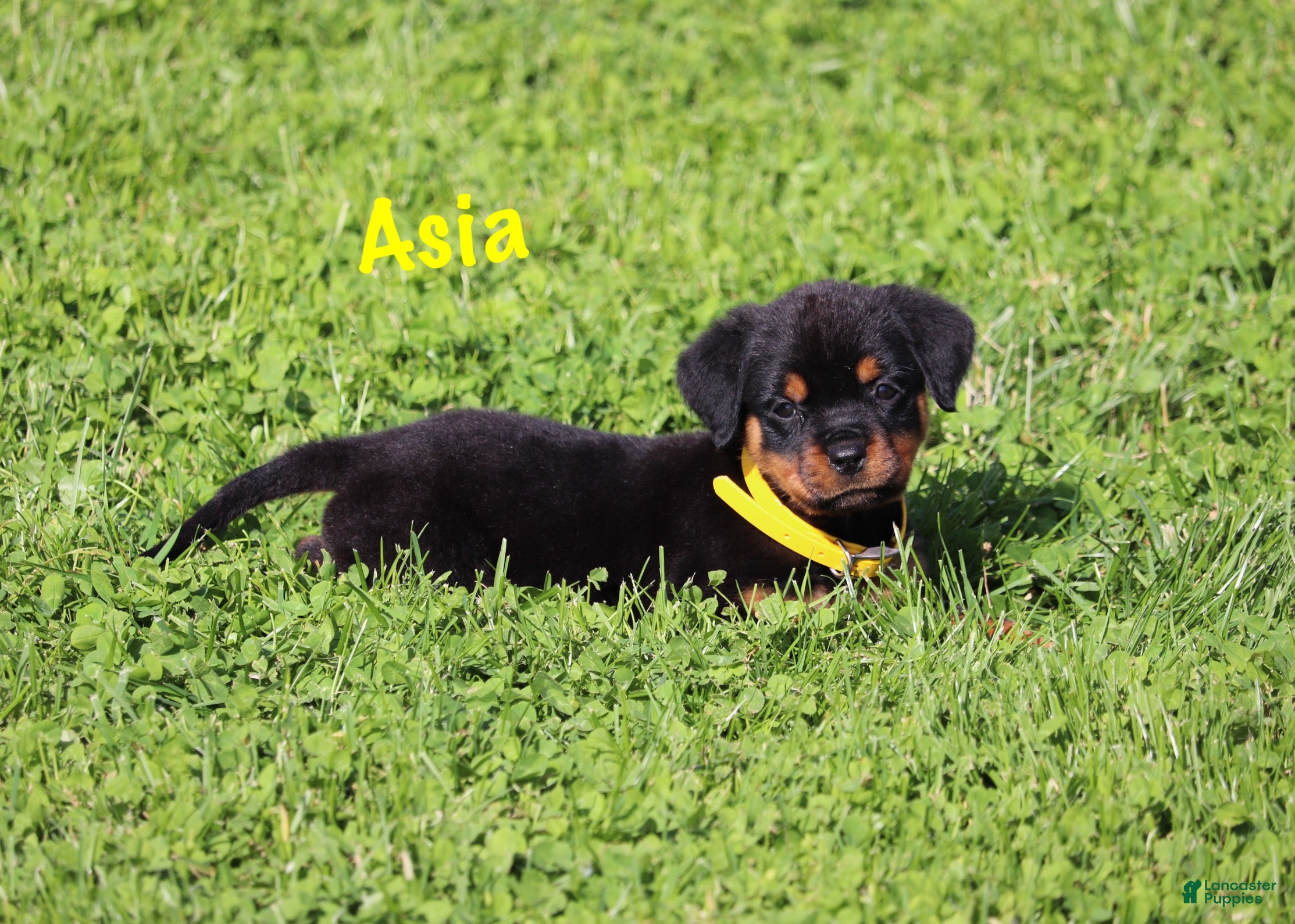 Rottweiler dogs Asia - Ad 2