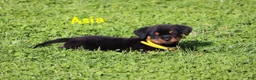 Rottweiler dogs for sale: Asia - Ad 5