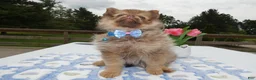 Pomeranian dogs for sale: Pomeranian Puppy 4 Lilah - Ad 3