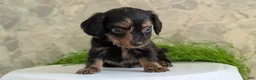 Miniature Dachshund dogs for sale: Loki  - Ad 3