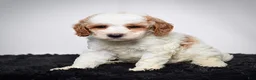 Mini Goldendoodle dogs for sale: Mr. Archie - Ad 5