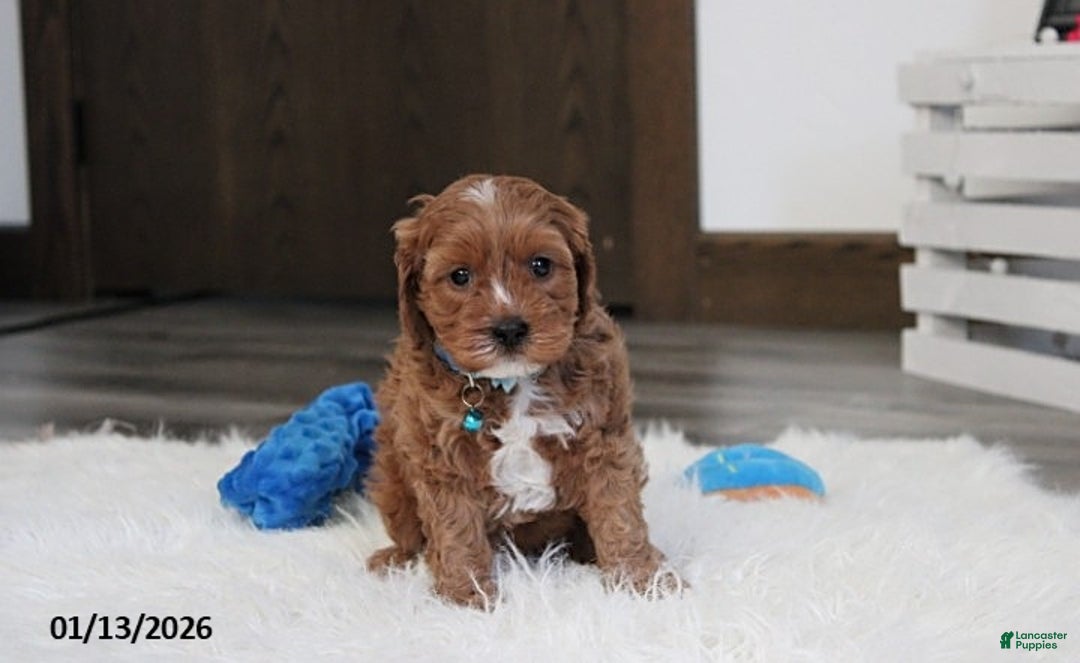 Cavapoo dogs for sale: Loki - Ad 6