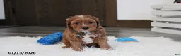 Cavapoo dogs for sale: Loki - Ad 17