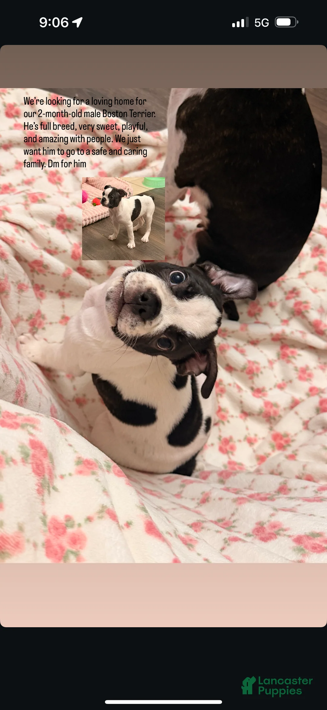 Boston Terrier dogs for sale: Boston Terrier Puppy 1 - Ad 2