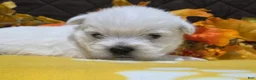 West Highland Terrier dogs for sale: Zoey - Ad 4