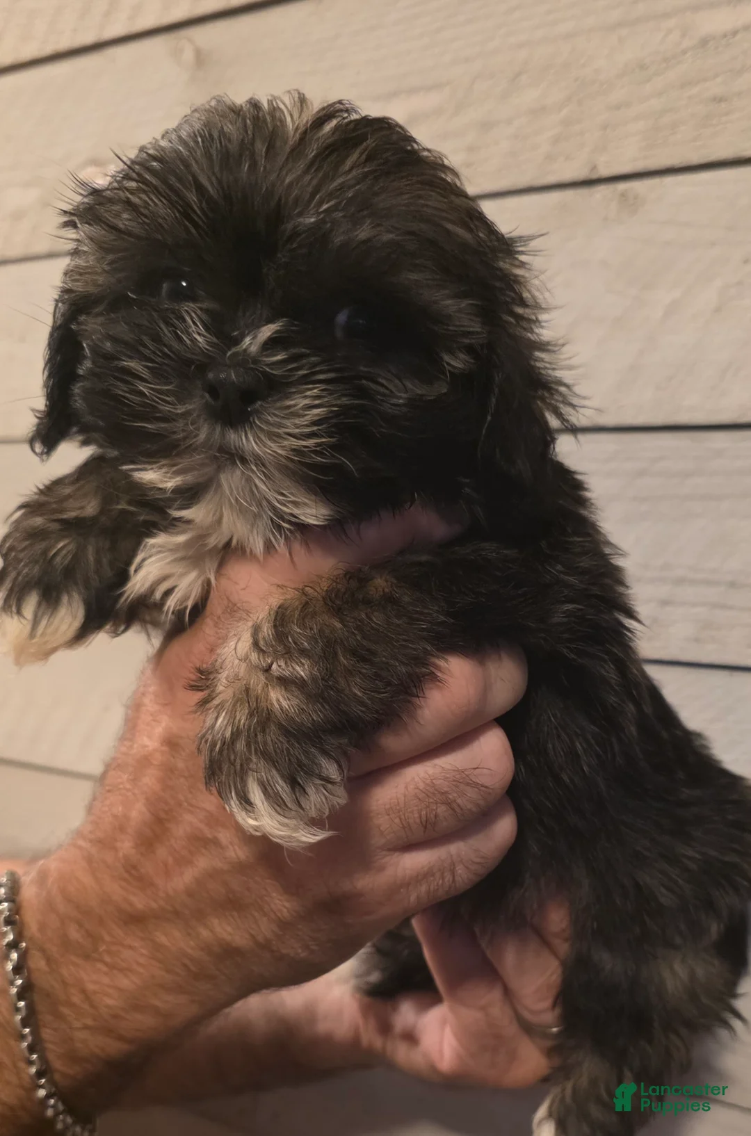 Shih Tzu dogs for sale: Parker  - Ad 2