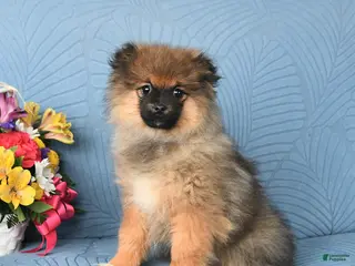 Pomeranian dogs Benji - Ad 38
