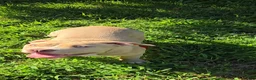 American Bully dogs for sale: Honey - Ad 5