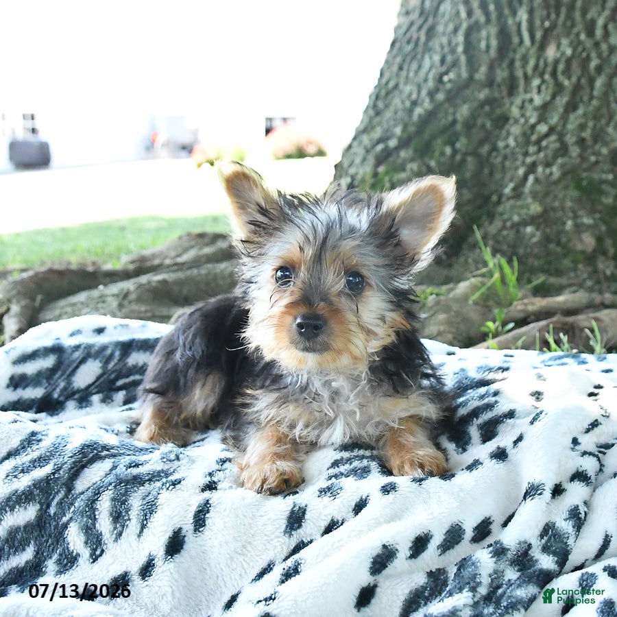 Yorkshire Terrier dogs Bailey - Ad 2