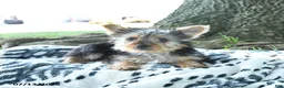 Yorkshire Terrier dogs for sale: Bailey - Ad 4