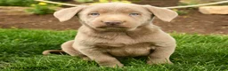 Labrador Retriever dogs for sale: Smokey - Ad 4