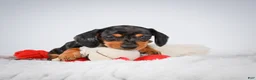 Miniature Dachshund dogs for sale: Basil - Ad 5