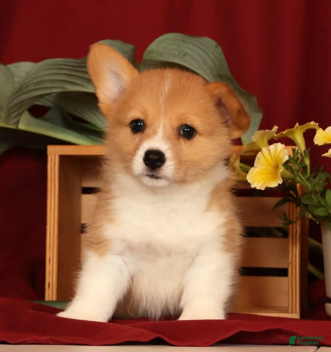 Welsh Corgi Pembroke dogs for sale: Jessica - Ad 2