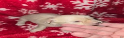 Chihuahua dogs for sale: Long Hair Cream Girl - Ad 1