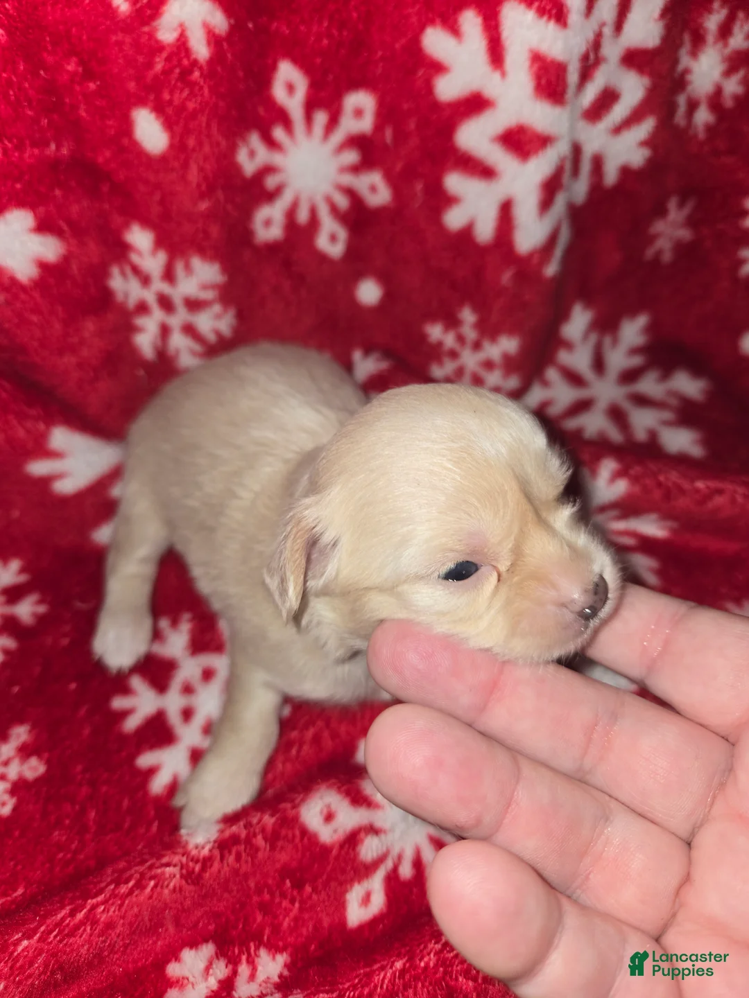 Chihuahua dogs for sale: Long Hair Cream Girl - Ad 1