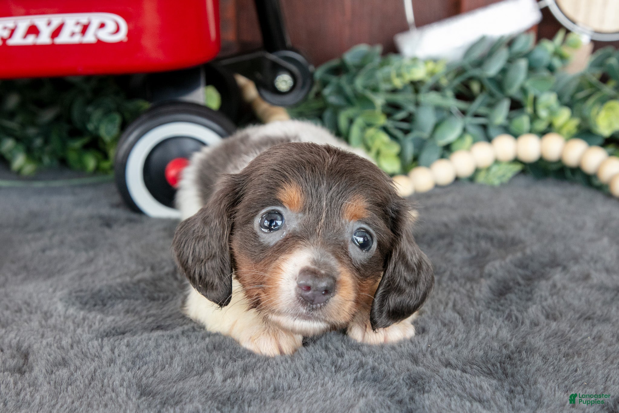Miniature Dachshund dogs Betty - Ad 1
