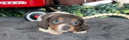 Miniature Dachshund dogs for sale: Betty - Ad 1