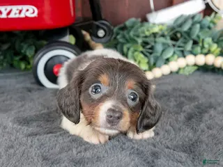Miniature Dachshund dogs for sale: Betty - Ad 3