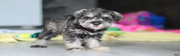 Miniature Schnauzer dogs for sale: Clementine - Ad 14