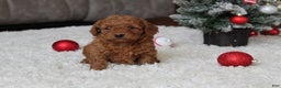 Cavapoochon dogs for sale: Molly - Ad 9