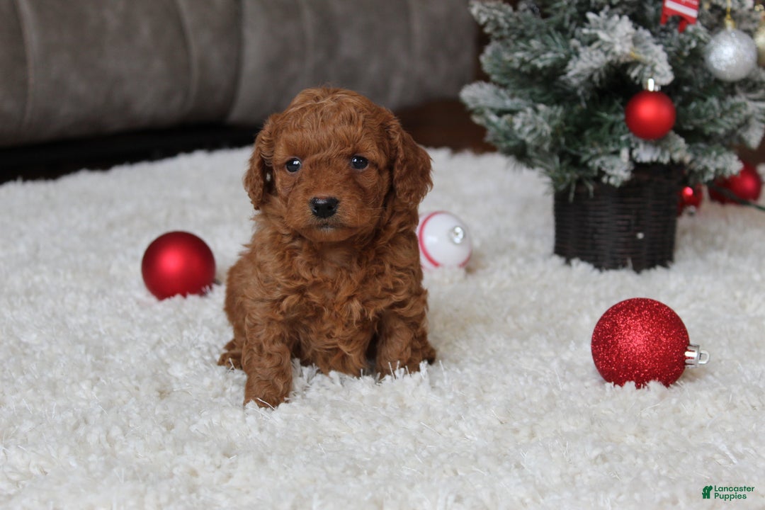 Cavapoochon dogs for sale: Molly - Ad 9
